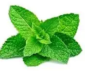 Mint Leaves